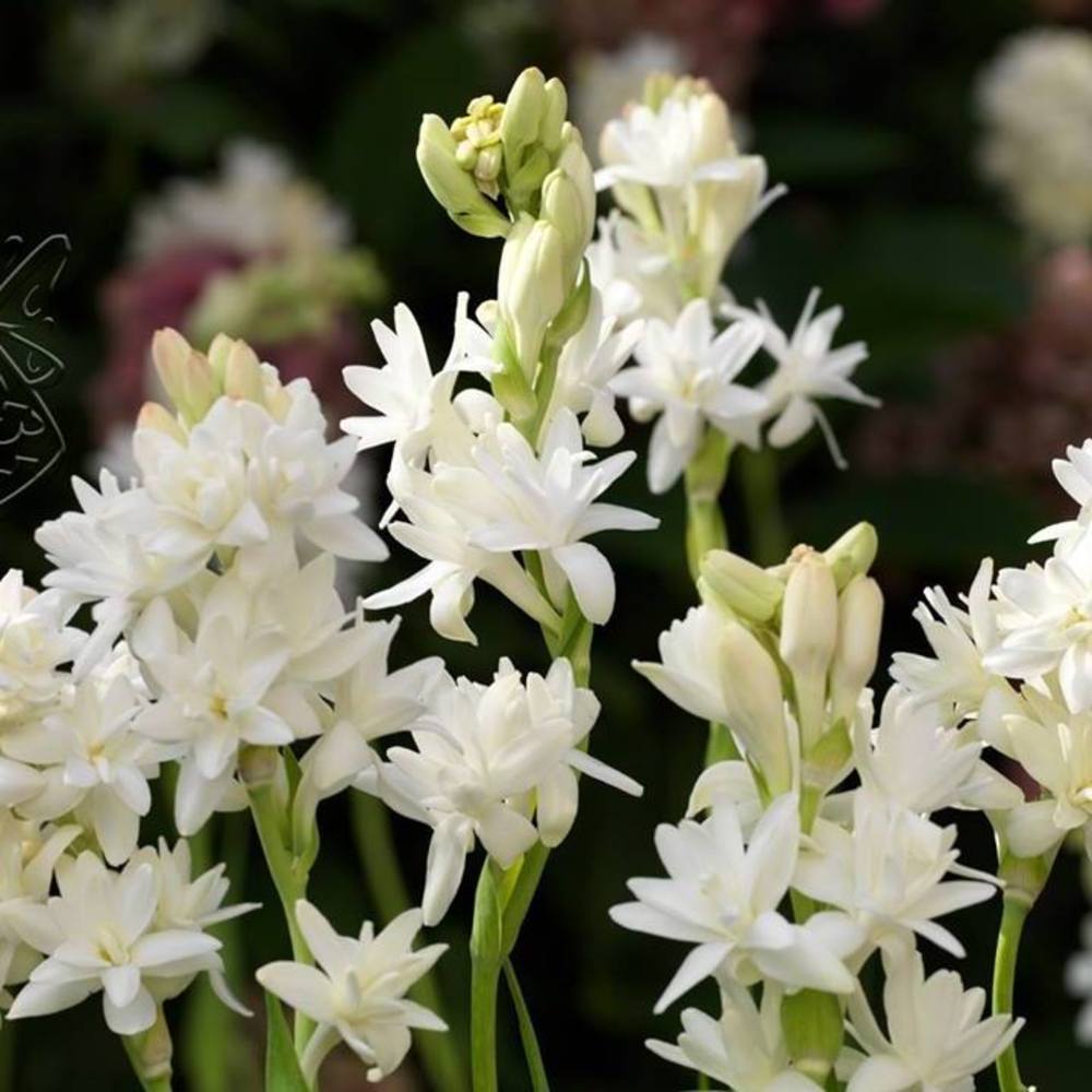 Meet your Posher, Rula